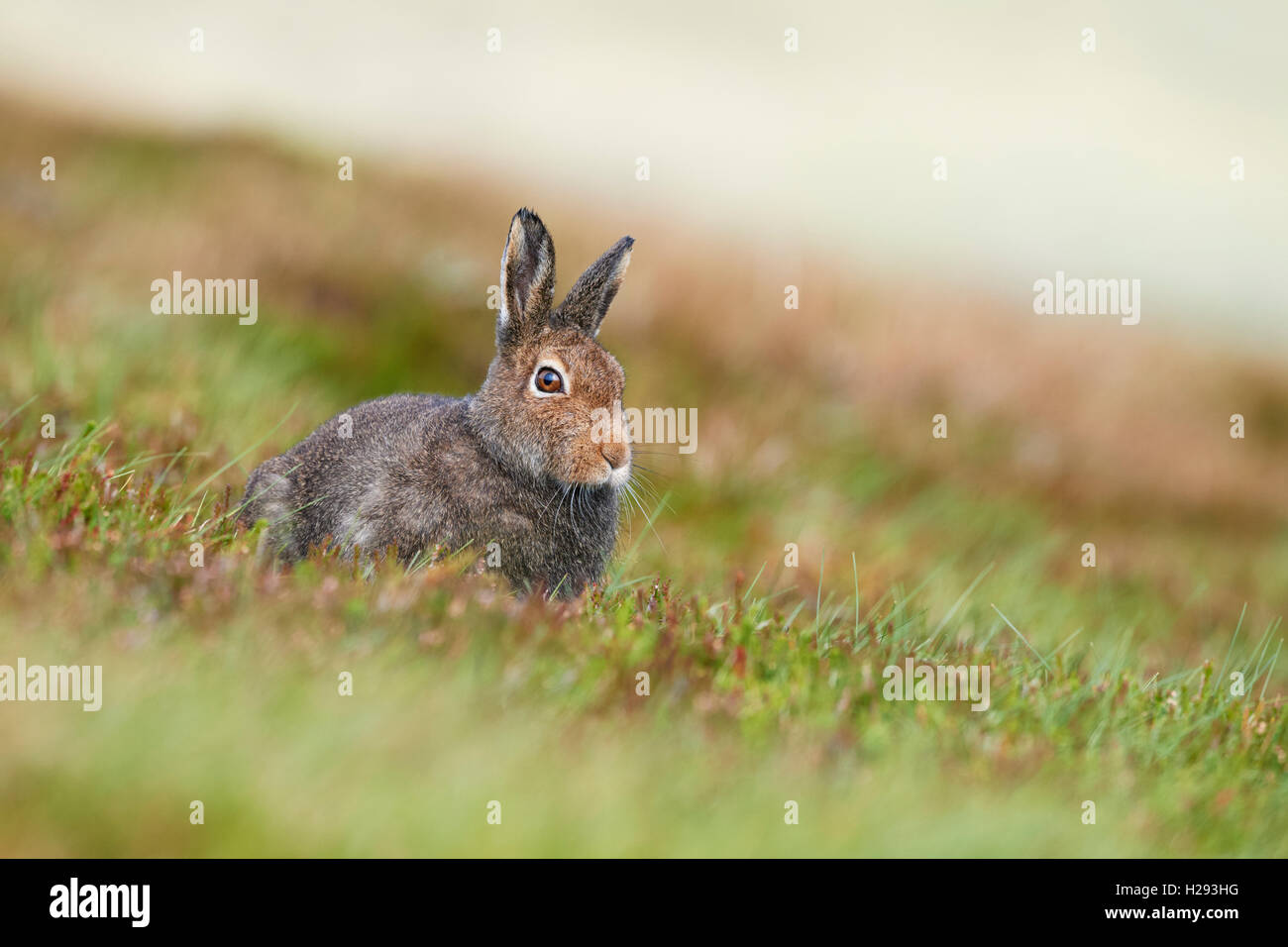 Lièvre variable (Lepus timidus), Ecosse, Royaume-Uni Banque D'Images
