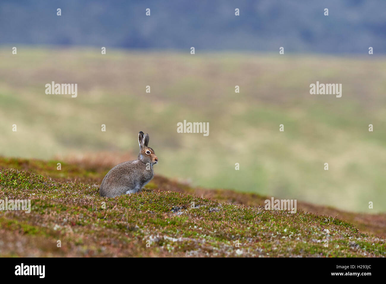 Lièvre variable (Lepus timidus), Ecosse, Royaume-Uni Banque D'Images