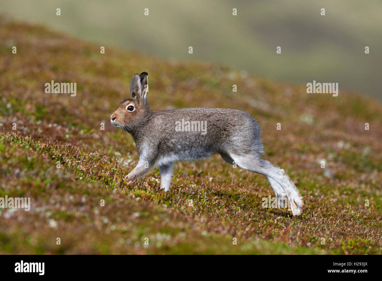 Lièvre variable (Lepus timidus), Ecosse, Royaume-Uni Banque D'Images