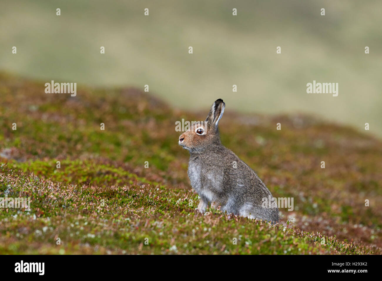 Lièvre variable (Lepus timidus), Ecosse, Royaume-Uni Banque D'Images