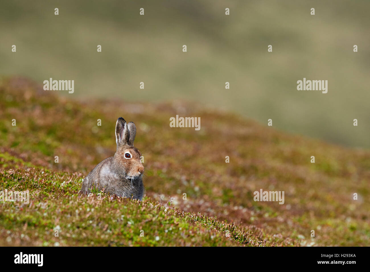 Lièvre variable (Lepus timidus), Ecosse, Royaume-Uni Banque D'Images