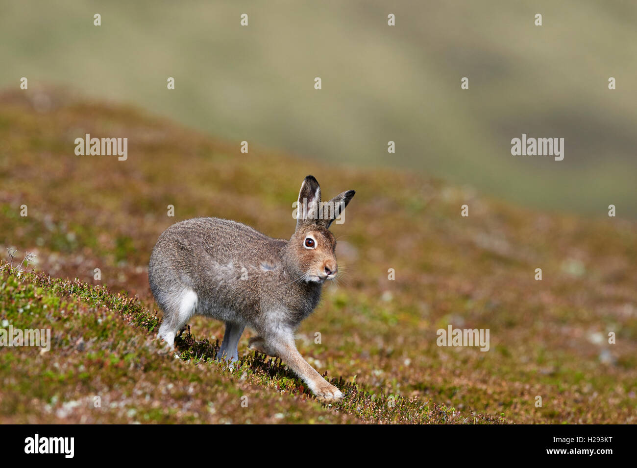 Lièvre variable (Lepus timidus), Ecosse, Royaume-Uni Banque D'Images