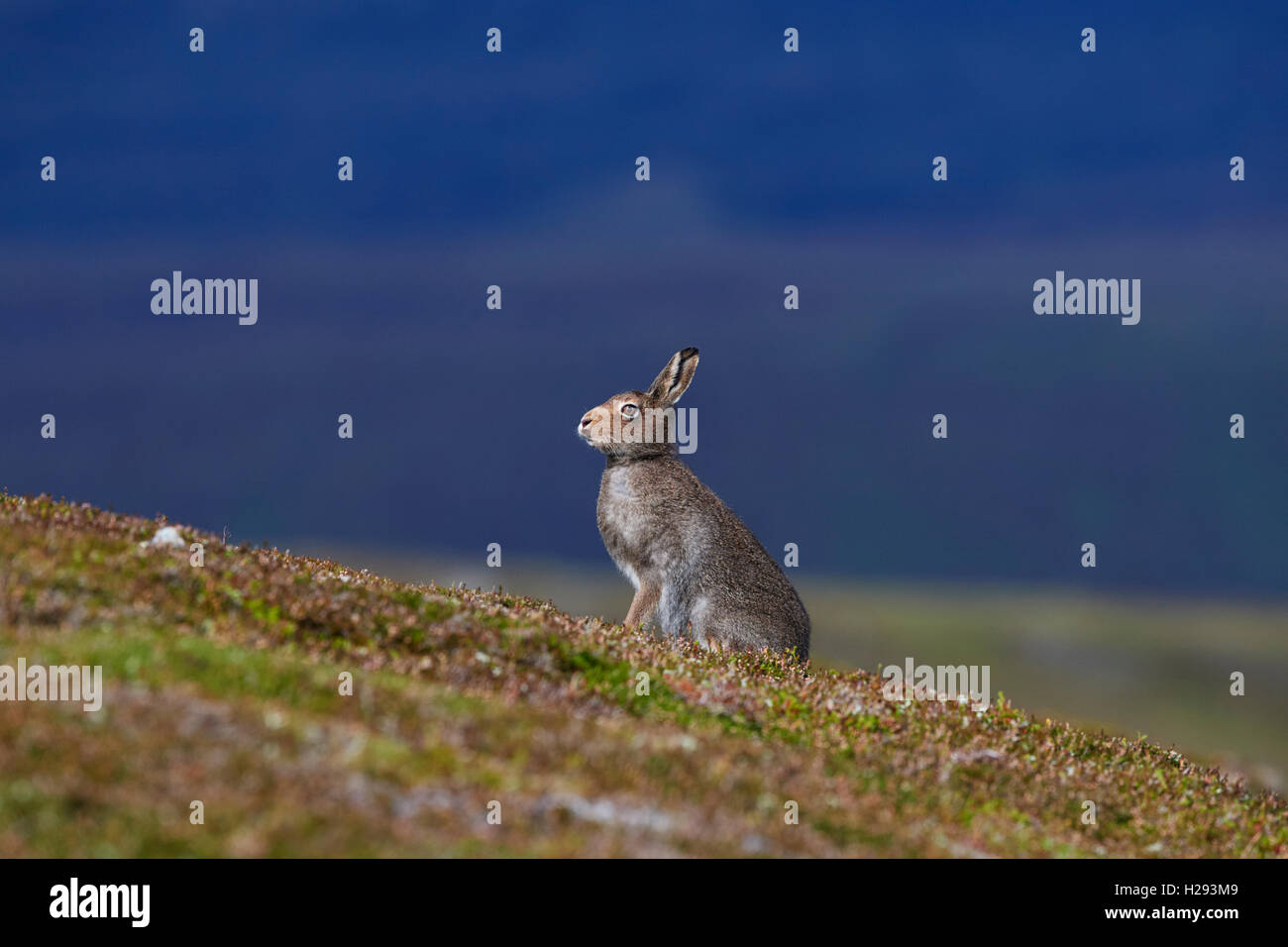Lièvre variable (Lepus timidus), Ecosse, Royaume-Uni Banque D'Images