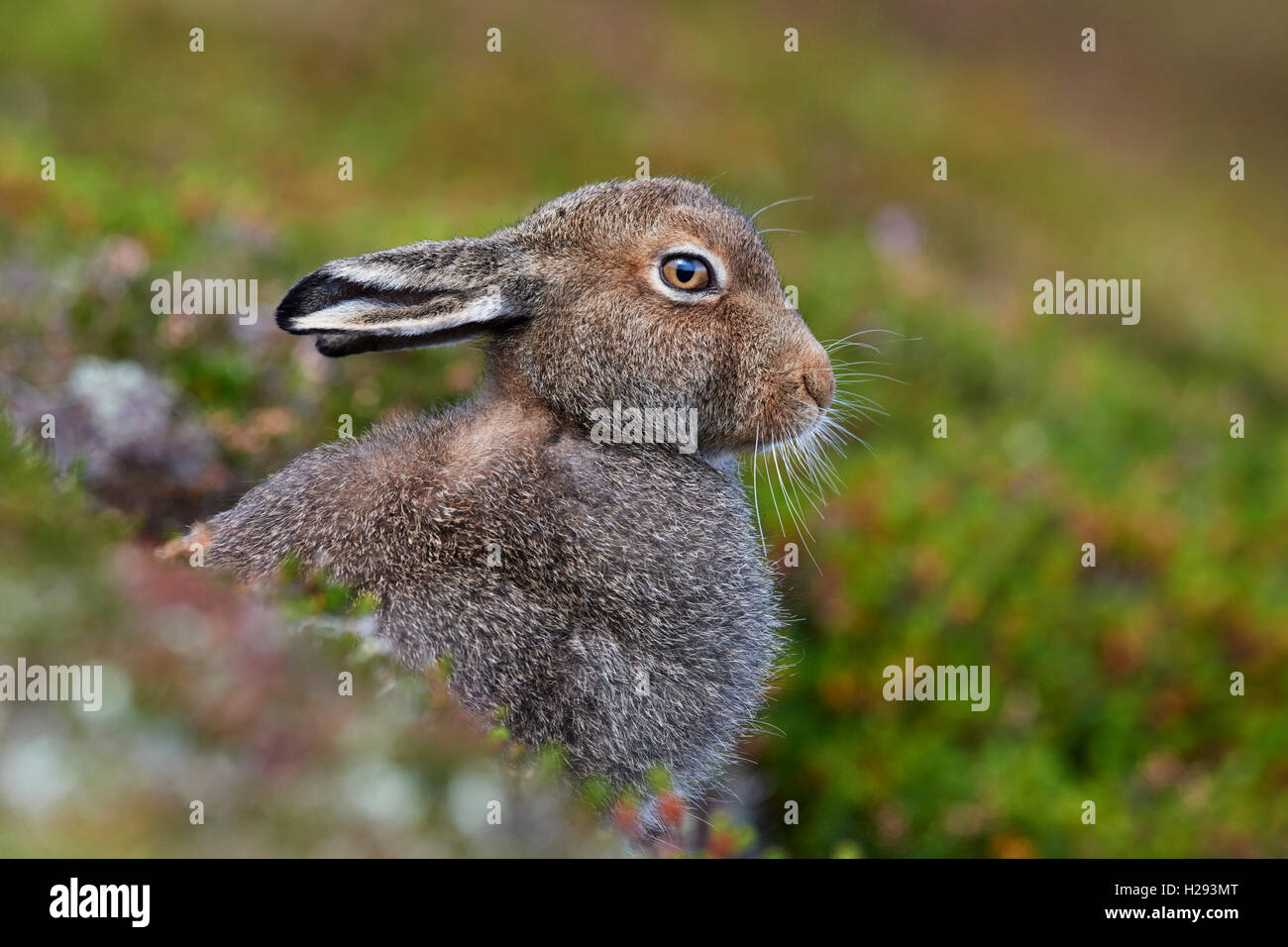 Lièvre variable (Lepus timidus), Ecosse, Royaume-Uni Banque D'Images