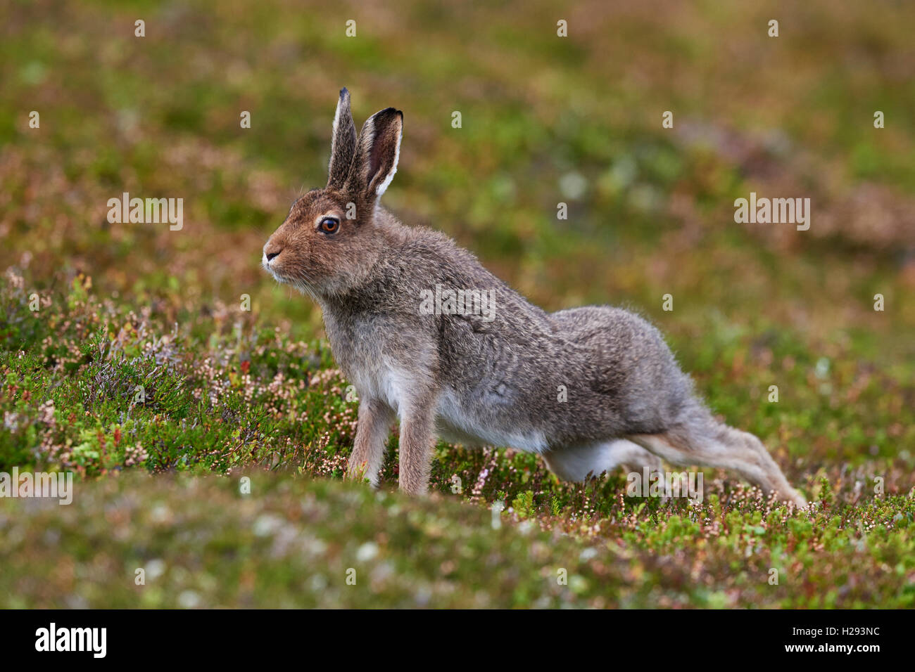 Lièvre variable (Lepus timidus), Ecosse, Royaume-Uni Banque D'Images