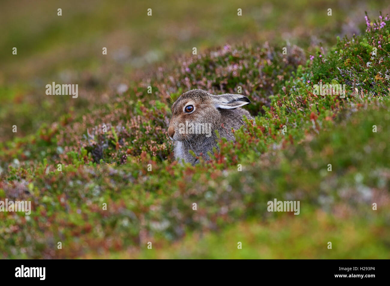 Lièvre variable (Lepus timidus), Ecosse, Royaume-Uni Banque D'Images