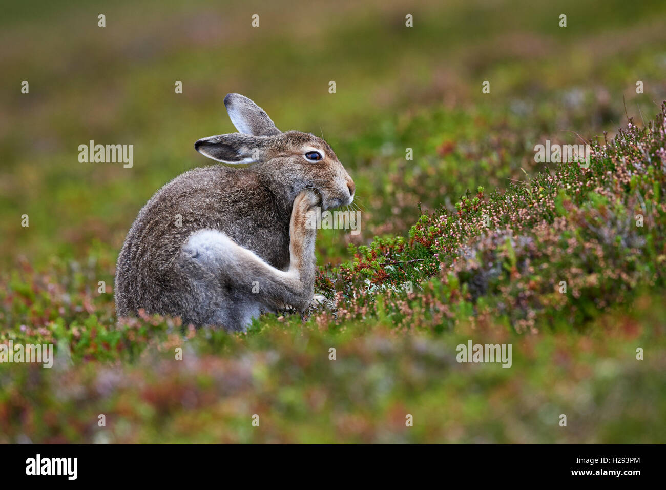 Lièvre variable (Lepus timidus), Ecosse, Royaume-Uni Banque D'Images