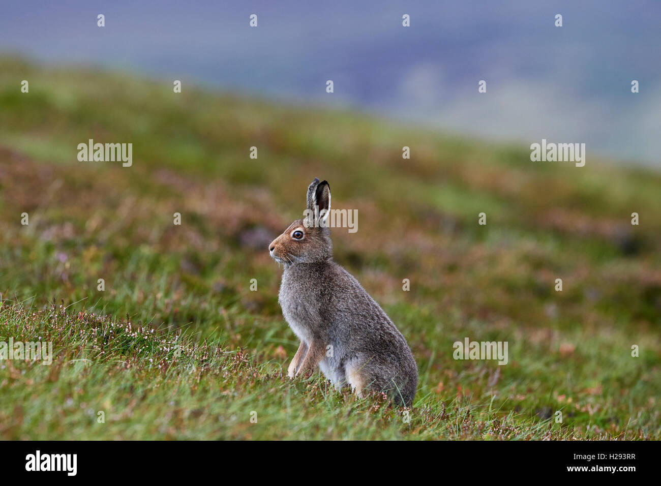 Lièvre variable (Lepus timidus), Ecosse, Royaume-Uni Banque D'Images