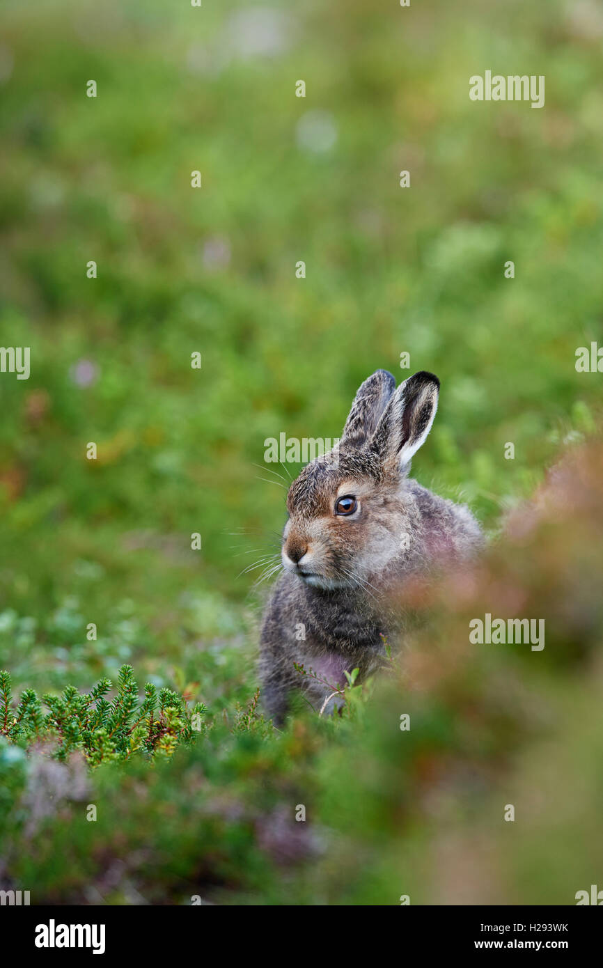 Lièvre variable (Lepus timidus), Ecosse, Royaume-Uni Banque D'Images