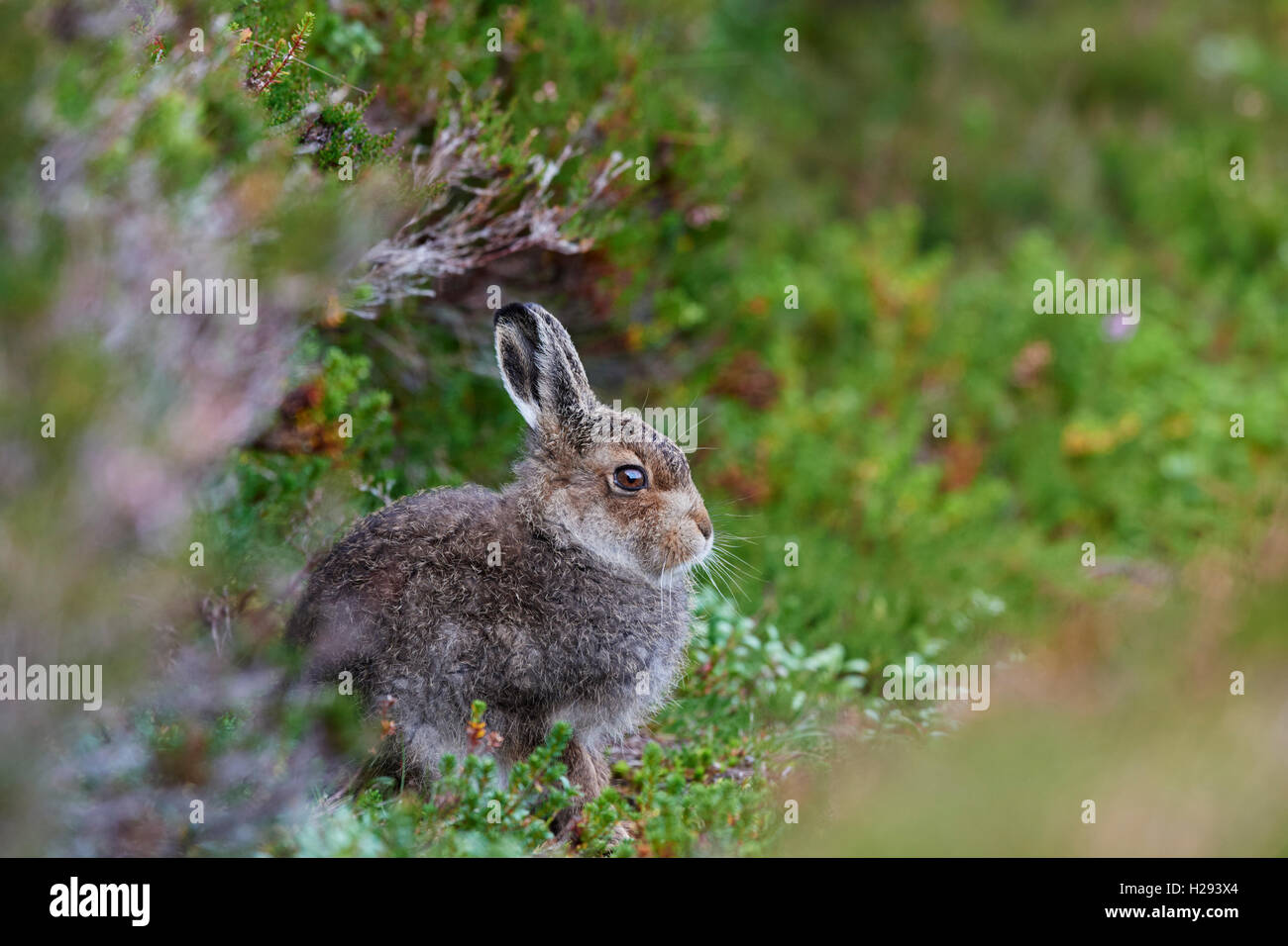 Lièvre variable (Lepus timidus), Ecosse, Royaume-Uni Banque D'Images