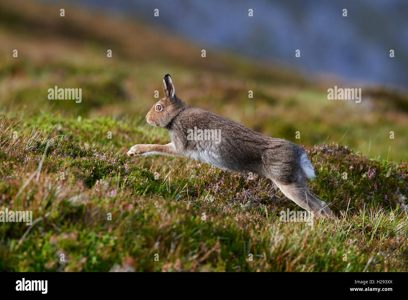Lièvre variable (Lepus timidus), Ecosse, Royaume-Uni Banque D'Images