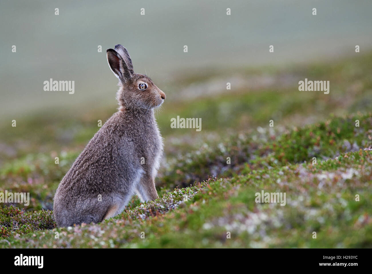 Lièvre variable (Lepus timidus), Ecosse, Royaume-Uni Banque D'Images