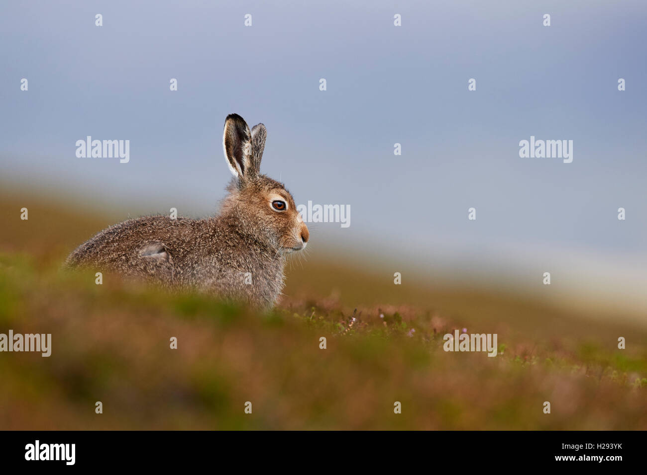 Lièvre variable (Lepus timidus), Ecosse, Royaume-Uni Banque D'Images