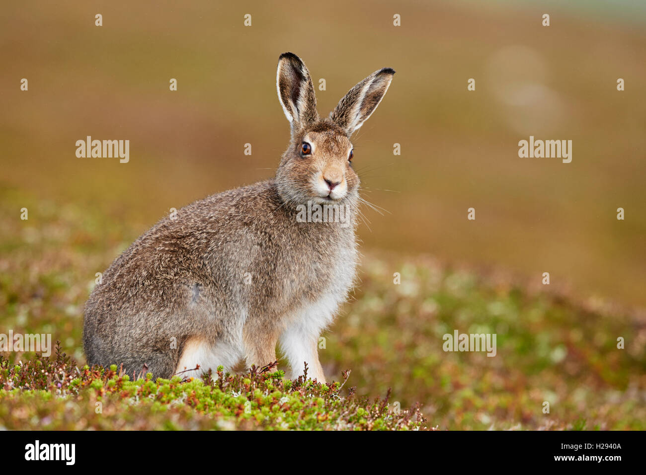 Lièvre variable (Lepus timidus), Ecosse, Royaume-Uni Banque D'Images