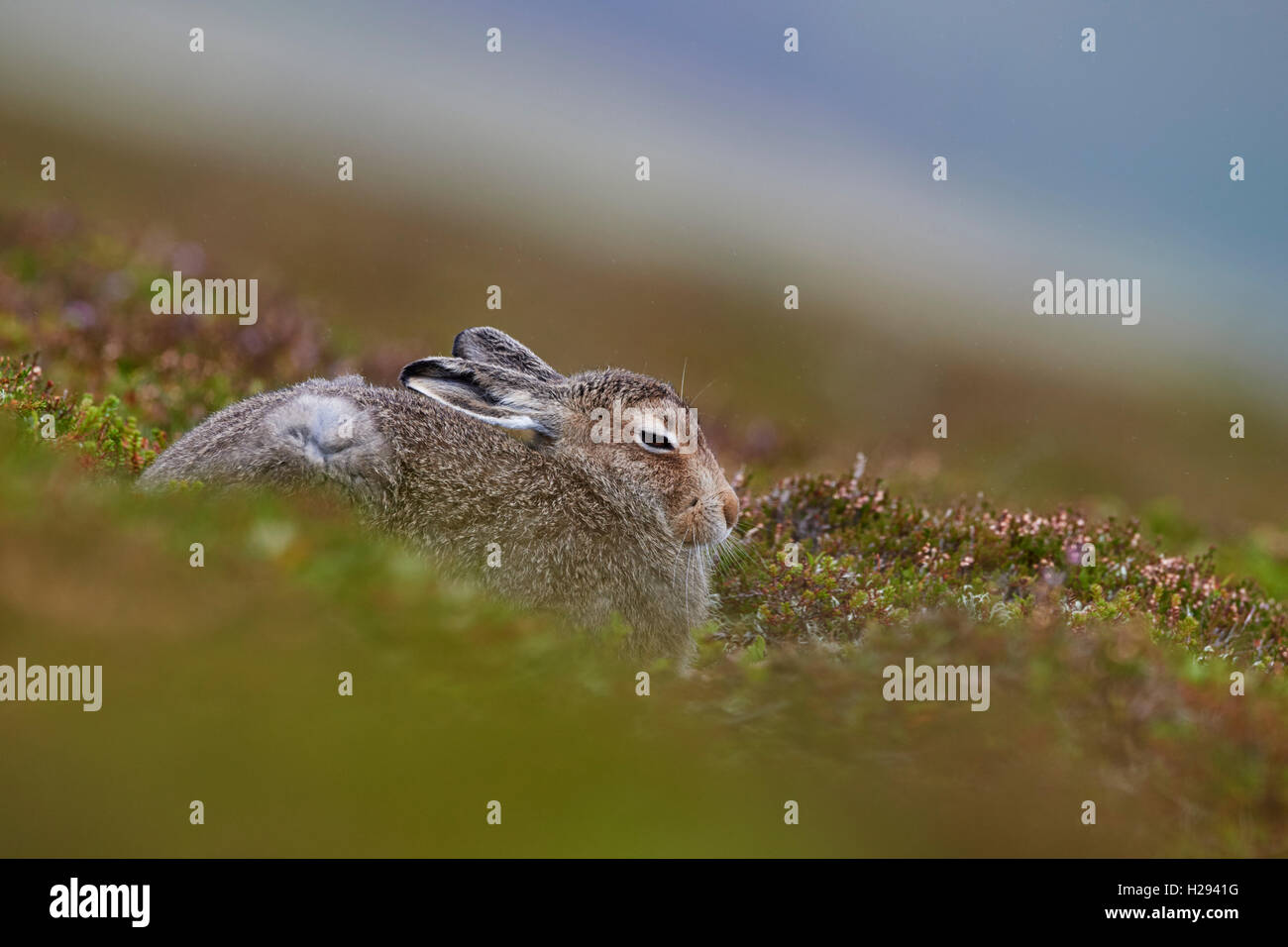 Lièvre variable (Lepus timidus), Ecosse, Royaume-Uni Banque D'Images