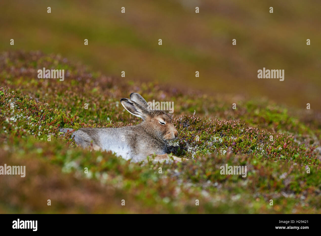 Lièvre variable (Lepus timidus), Ecosse, Royaume-Uni Banque D'Images
