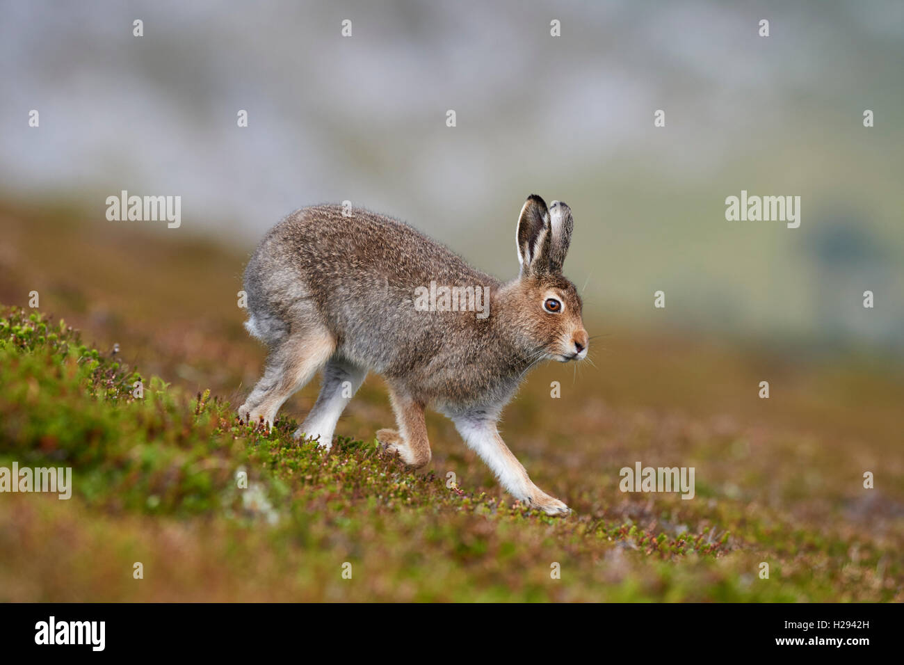 Lièvre variable (Lepus timidus), Ecosse, Royaume-Uni Banque D'Images