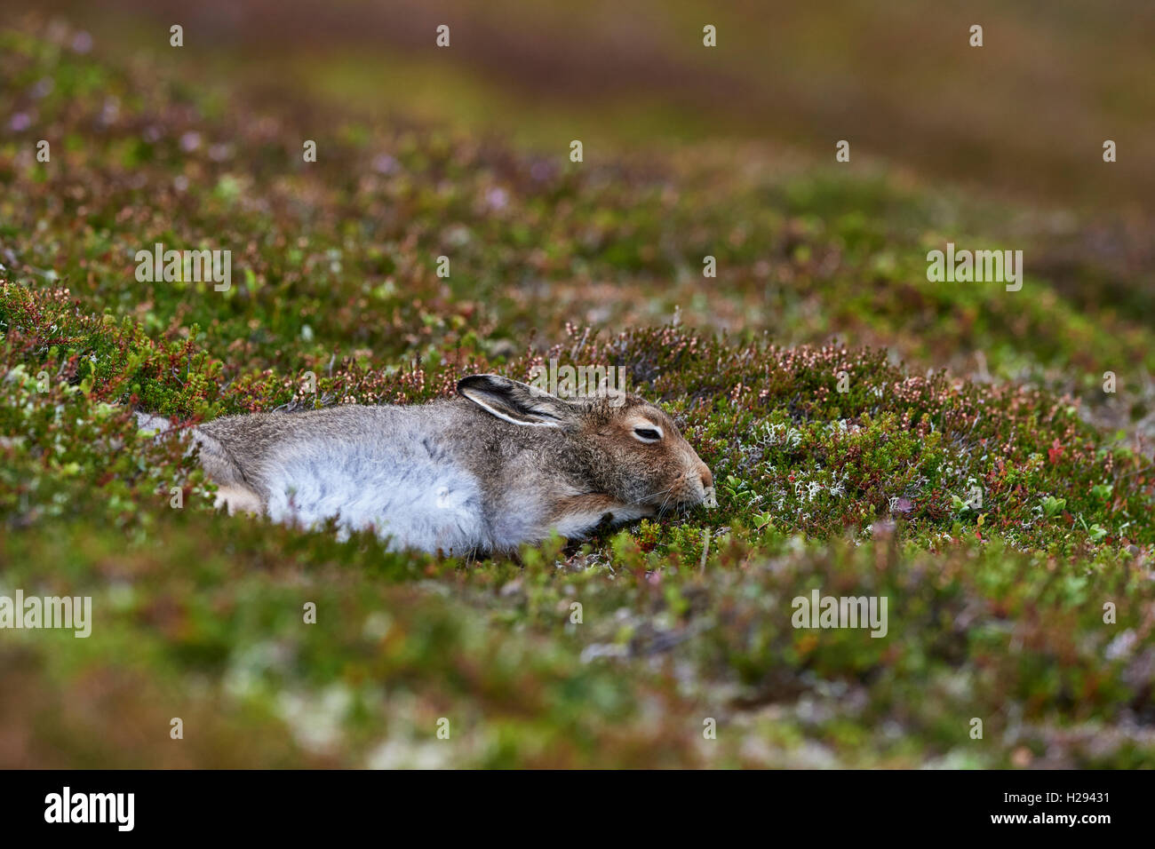 Lièvre variable (Lepus timidus), Ecosse, Royaume-Uni Banque D'Images