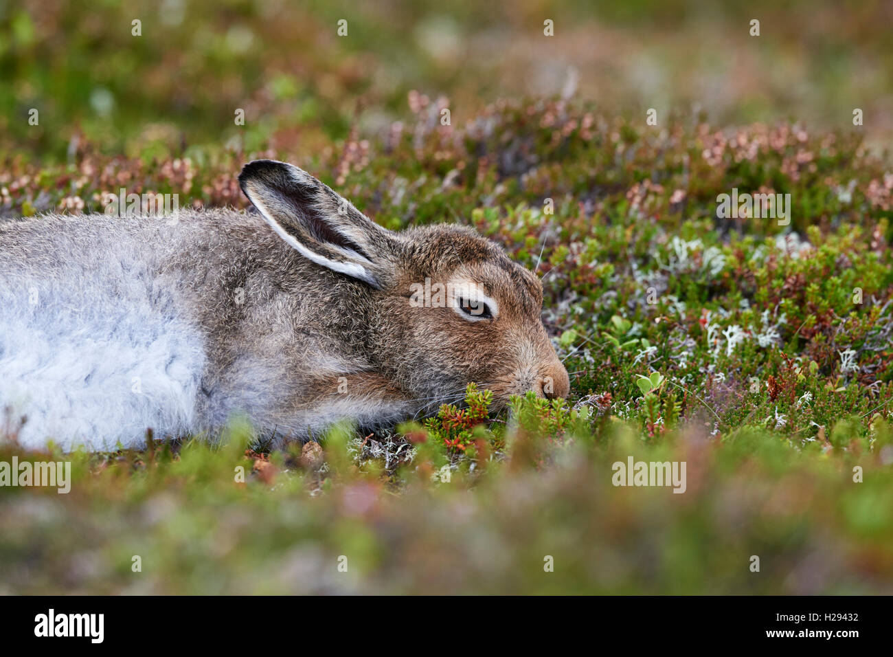 Lièvre variable (Lepus timidus), Ecosse, Royaume-Uni Banque D'Images