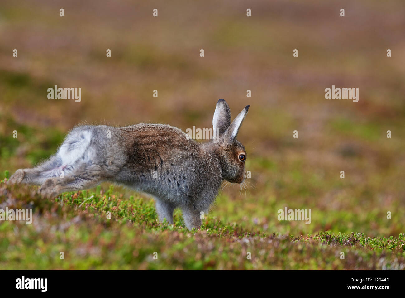 Lièvre variable (Lepus timidus), Ecosse, Royaume-Uni Banque D'Images