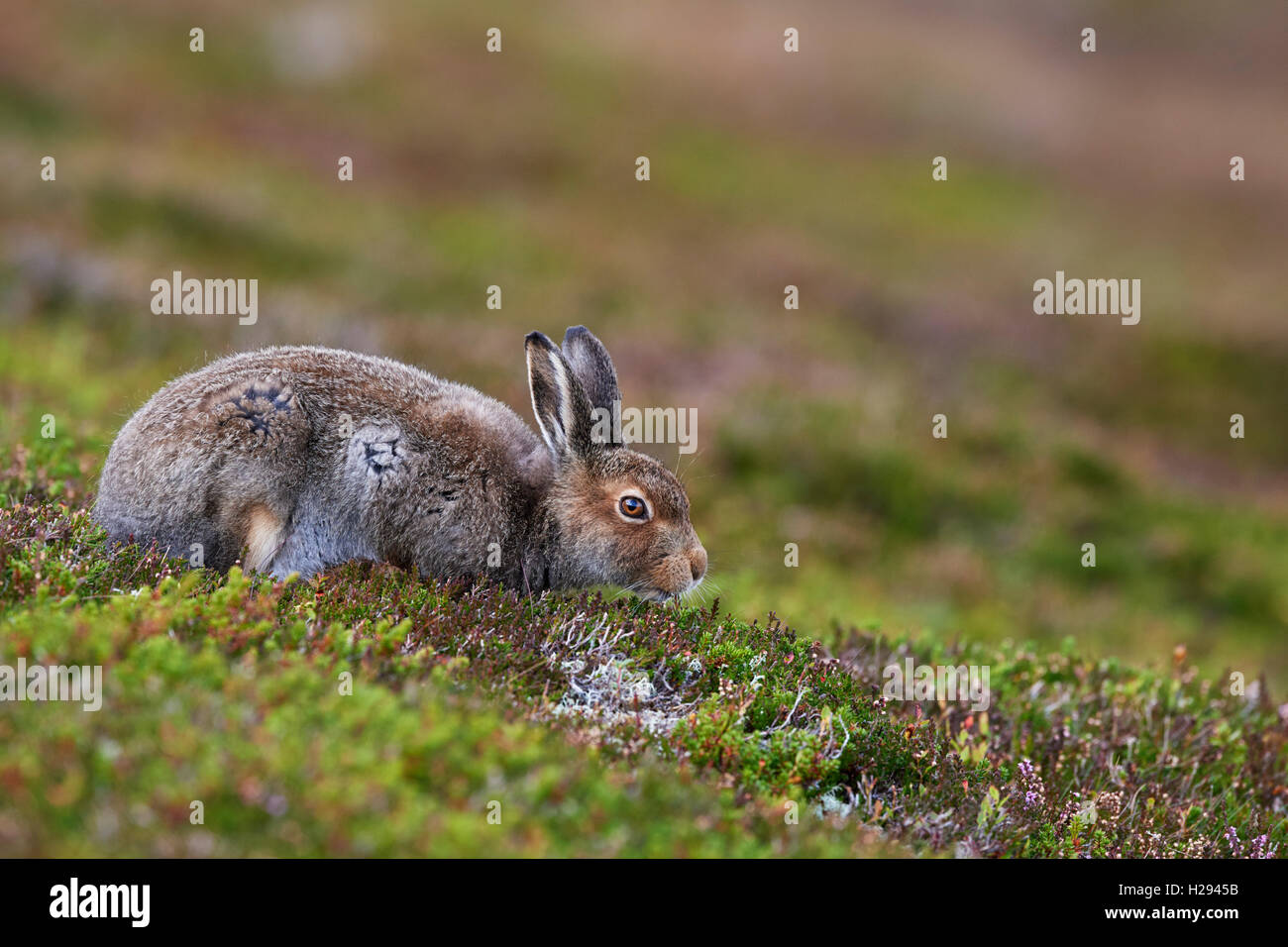 Lièvre variable (Lepus timidus), Ecosse, Royaume-Uni Banque D'Images