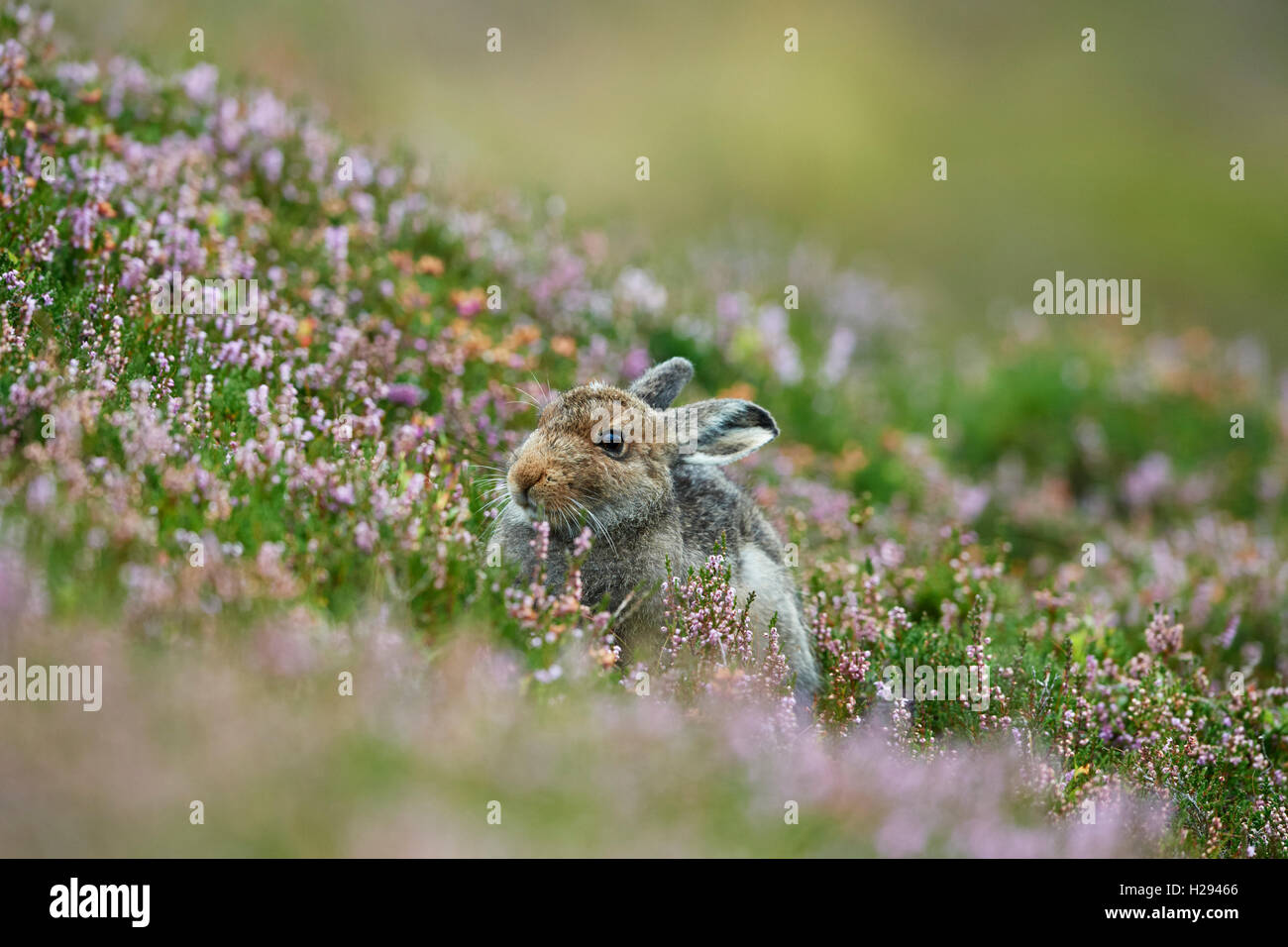 Lièvre variable (Lepus timidus), Ecosse, Royaume-Uni Banque D'Images