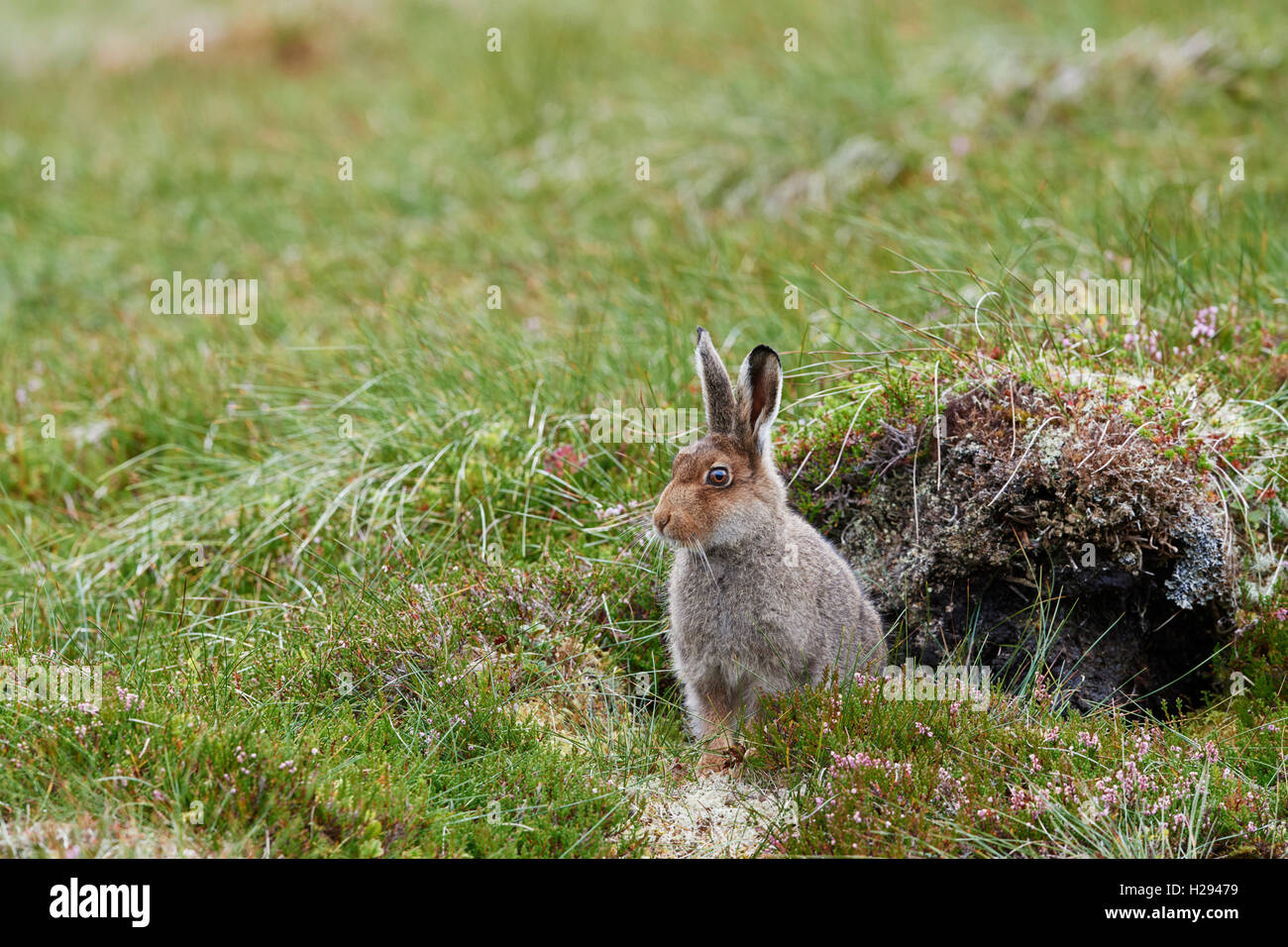 Lièvre variable (Lepus timidus), Ecosse, Royaume-Uni Banque D'Images