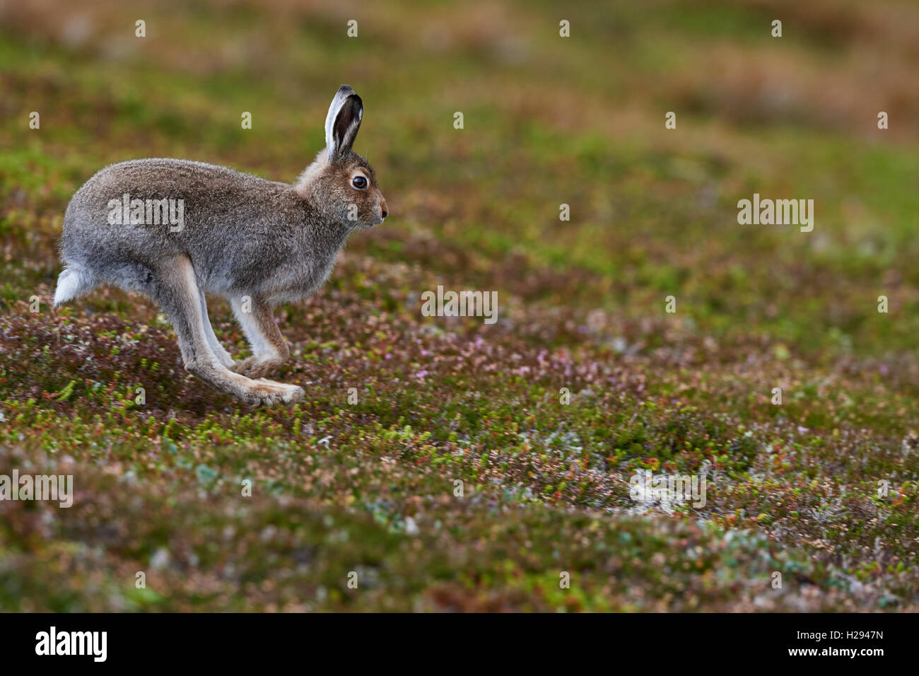 Lièvre variable (Lepus timidus), Ecosse, Royaume-Uni Banque D'Images