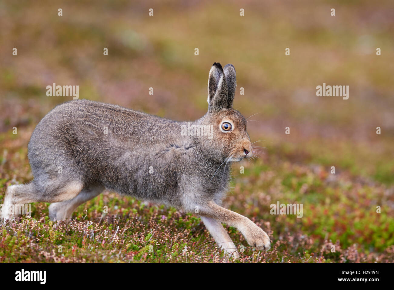 Lièvre variable (Lepus timidus), Ecosse, Royaume-Uni Banque D'Images