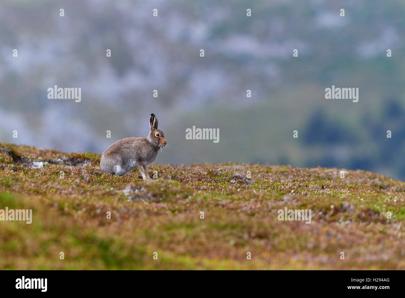 Lièvre variable (Lepus timidus), Ecosse, Royaume-Uni Banque D'Images