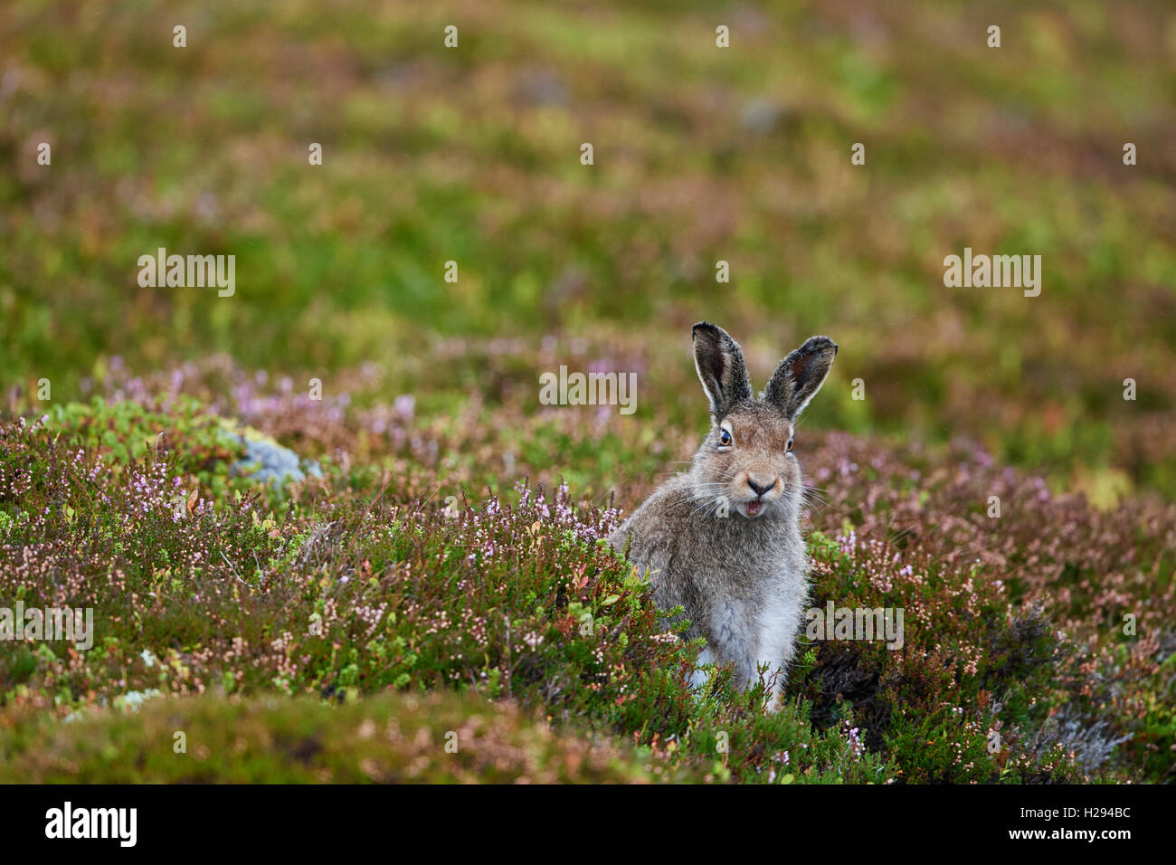 Lièvre variable (Lepus timidus), Ecosse, Royaume-Uni Banque D'Images