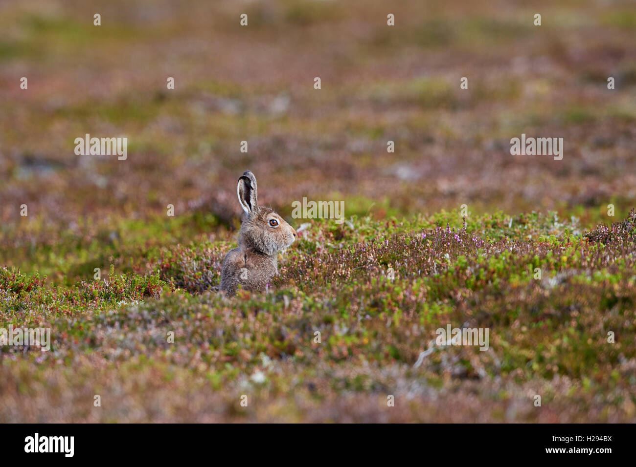 Lièvre variable (Lepus timidus), Ecosse, Royaume-Uni Banque D'Images