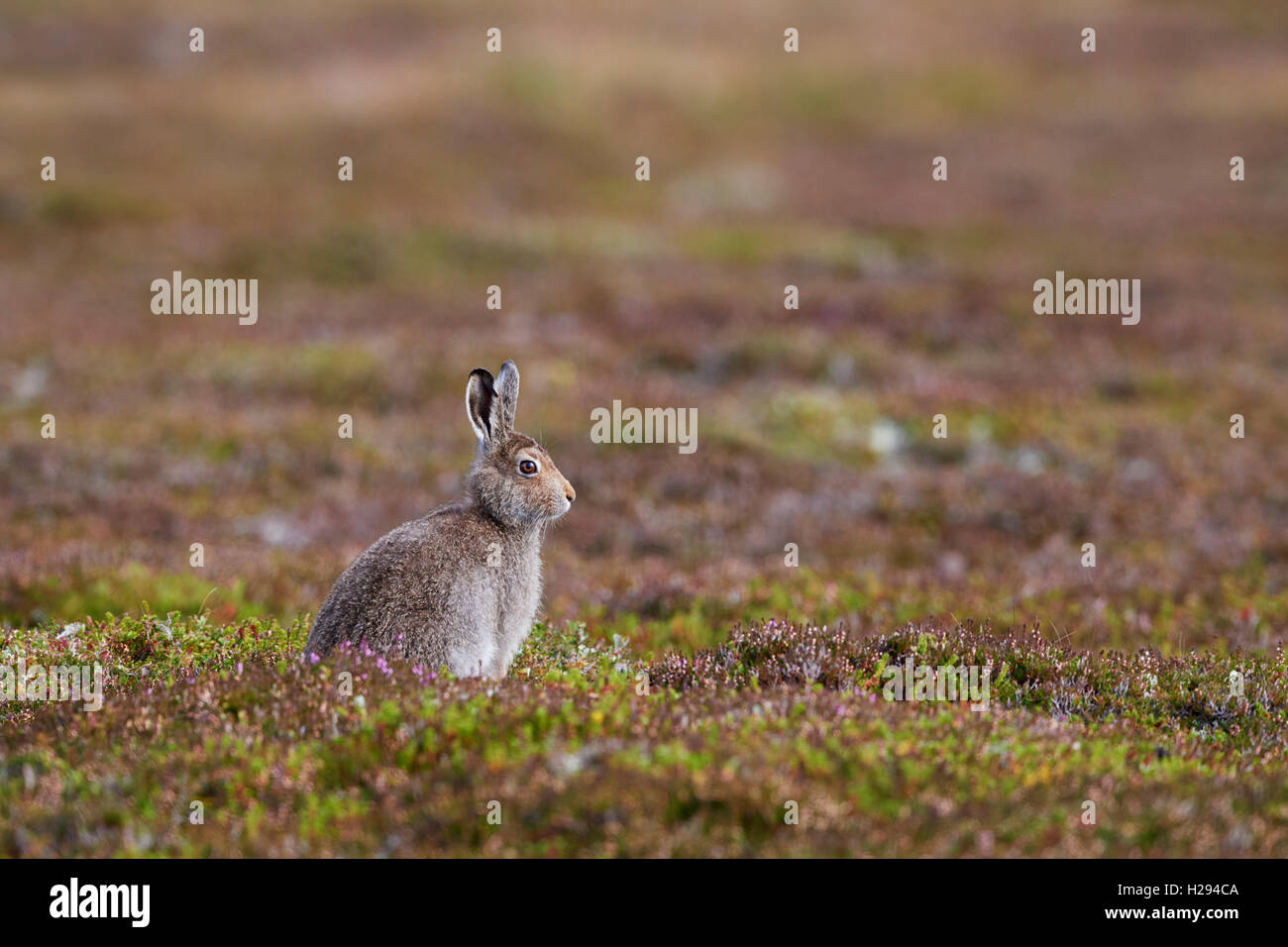 Lièvre variable (Lepus timidus), Ecosse, Royaume-Uni Banque D'Images