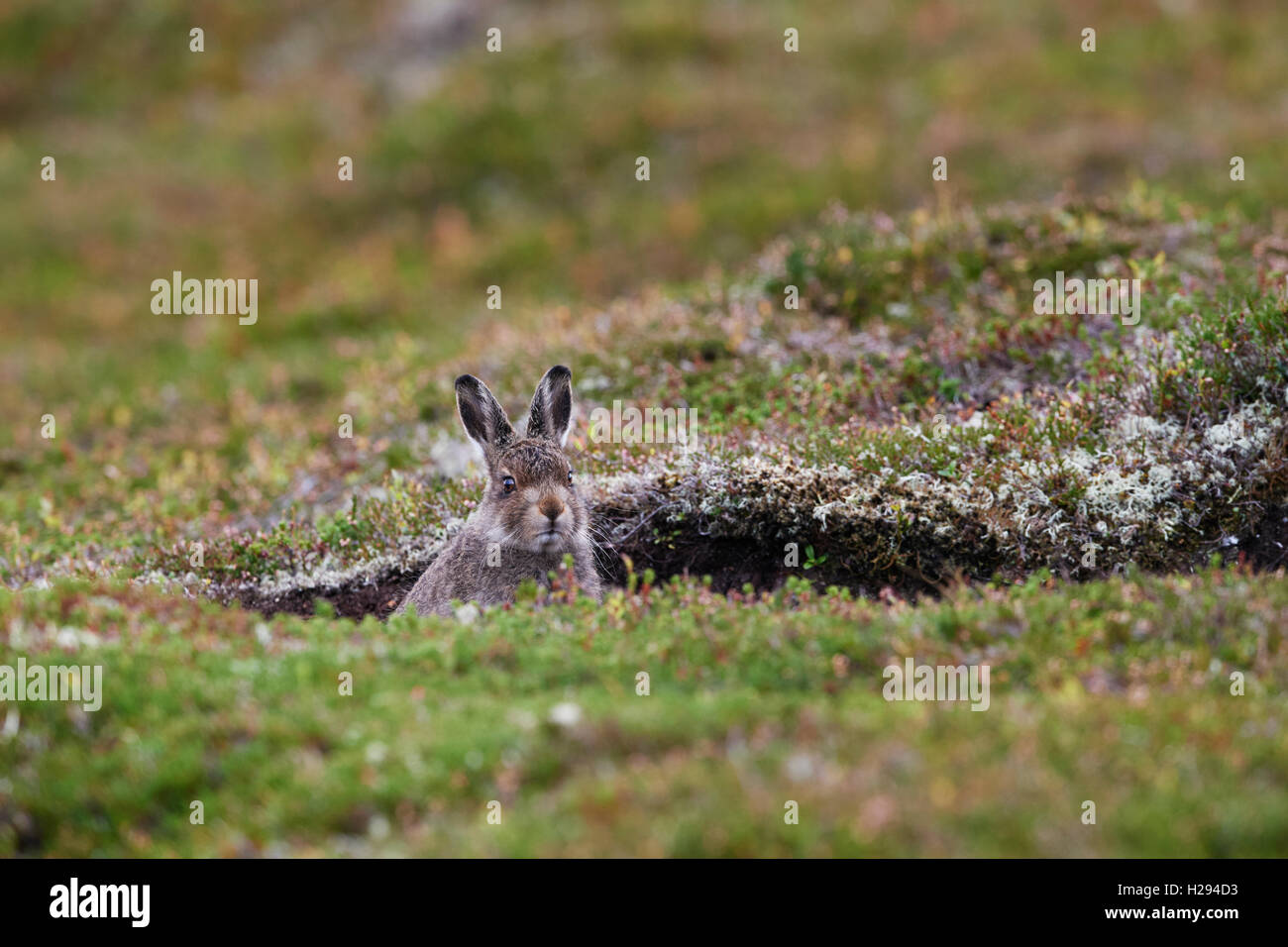 Lièvre variable (Lepus timidus), Ecosse, Royaume-Uni Banque D'Images