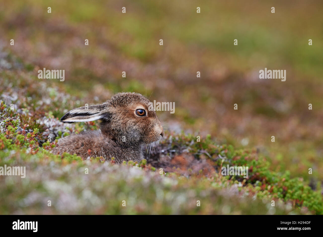 Lièvre variable (Lepus timidus), Ecosse, Royaume-Uni Banque D'Images