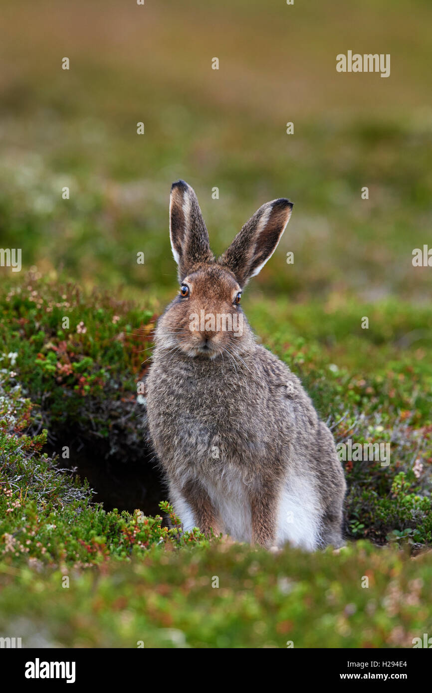 Lièvre variable (Lepus timidus), Ecosse, Royaume-Uni Banque D'Images