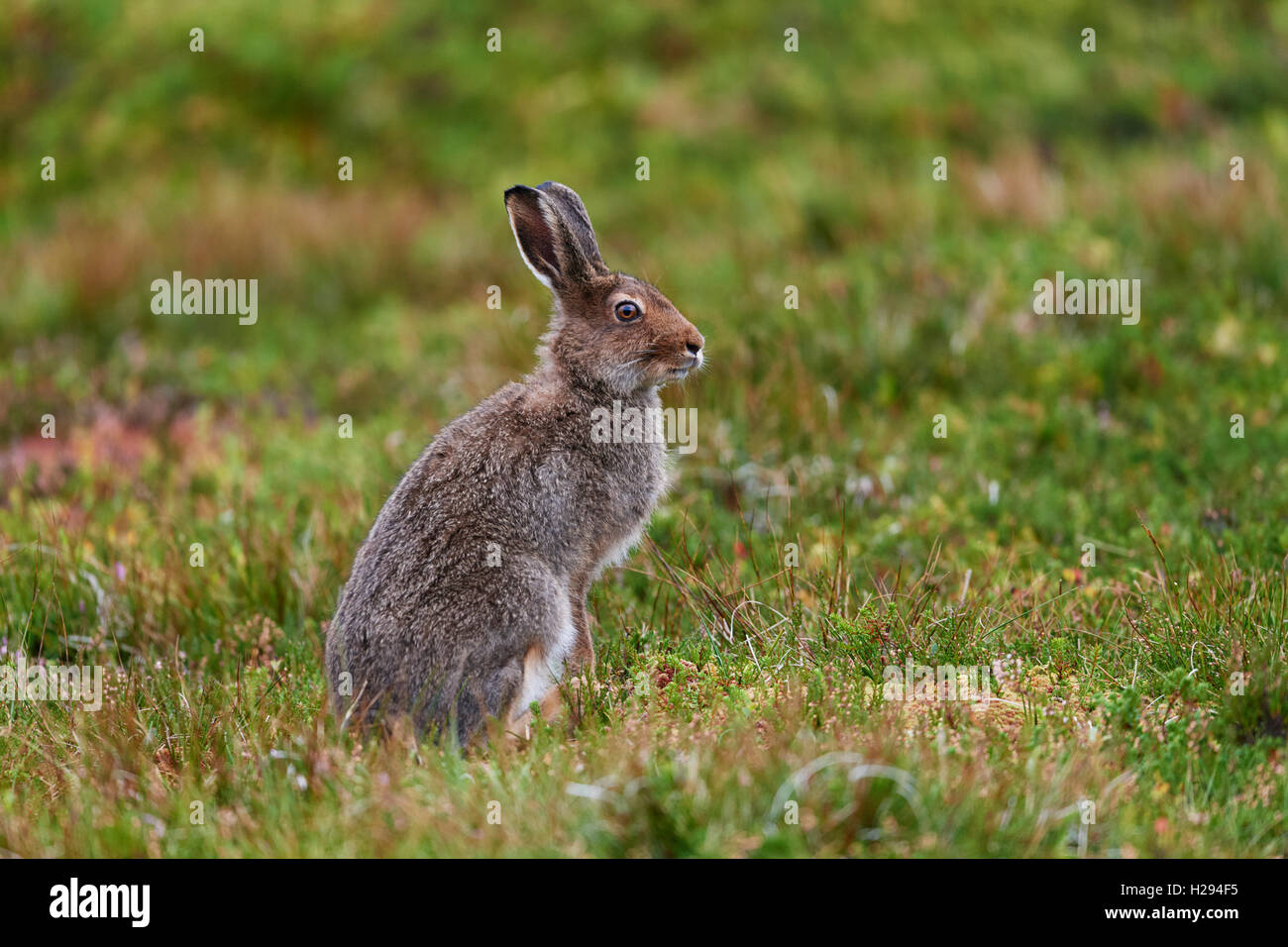 Lièvre variable (Lepus timidus), Ecosse, Royaume-Uni Banque D'Images