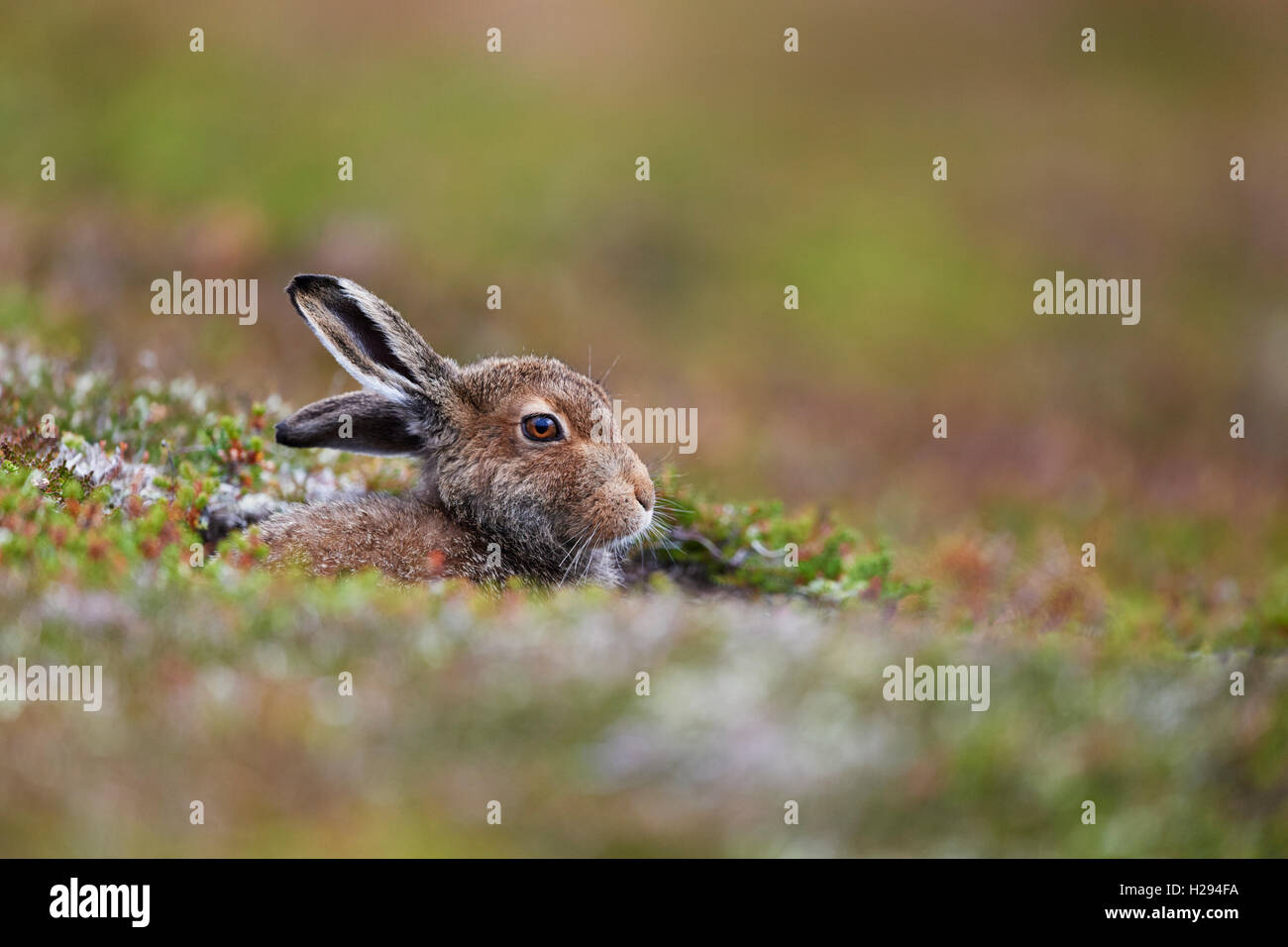 Lièvre variable (Lepus timidus), Ecosse, Royaume-Uni Banque D'Images