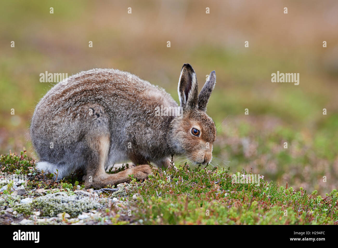 Lièvre variable (Lepus timidus), Ecosse, Royaume-Uni Banque D'Images