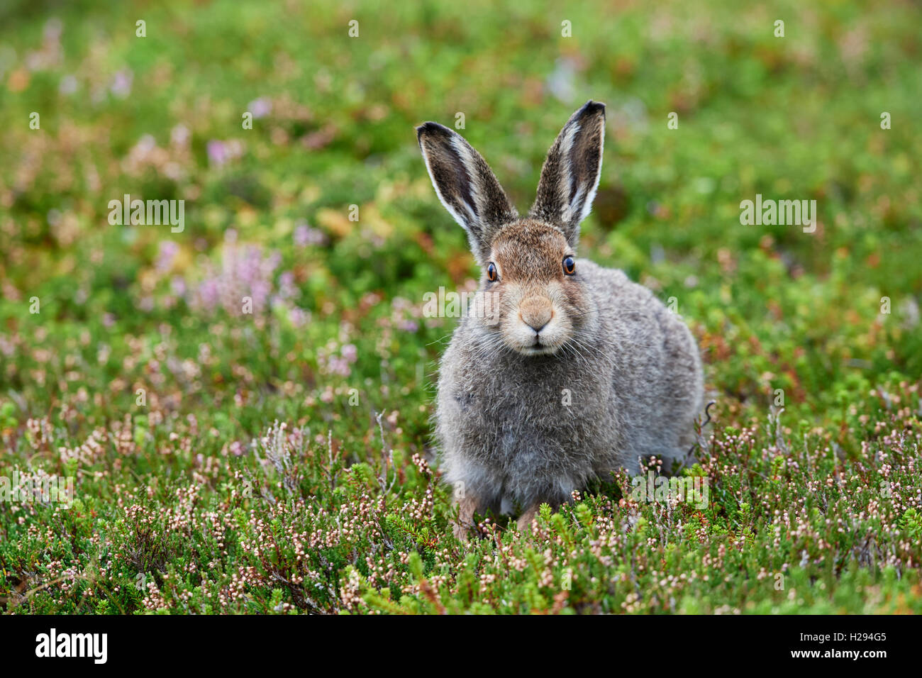 Lièvre variable (Lepus timidus), Ecosse, Royaume-Uni Banque D'Images