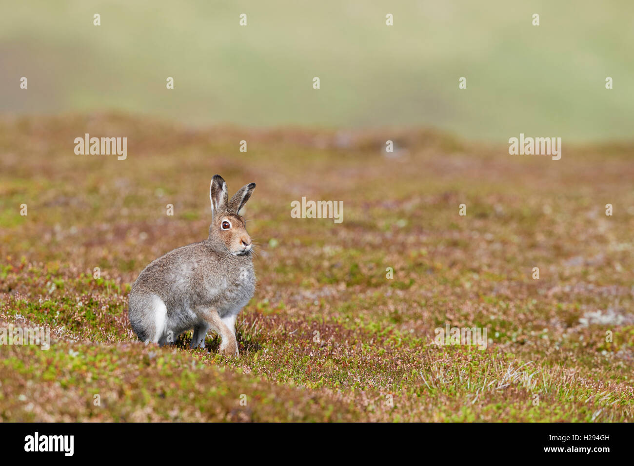 Lièvre variable (Lepus timidus), Ecosse, Royaume-Uni Banque D'Images