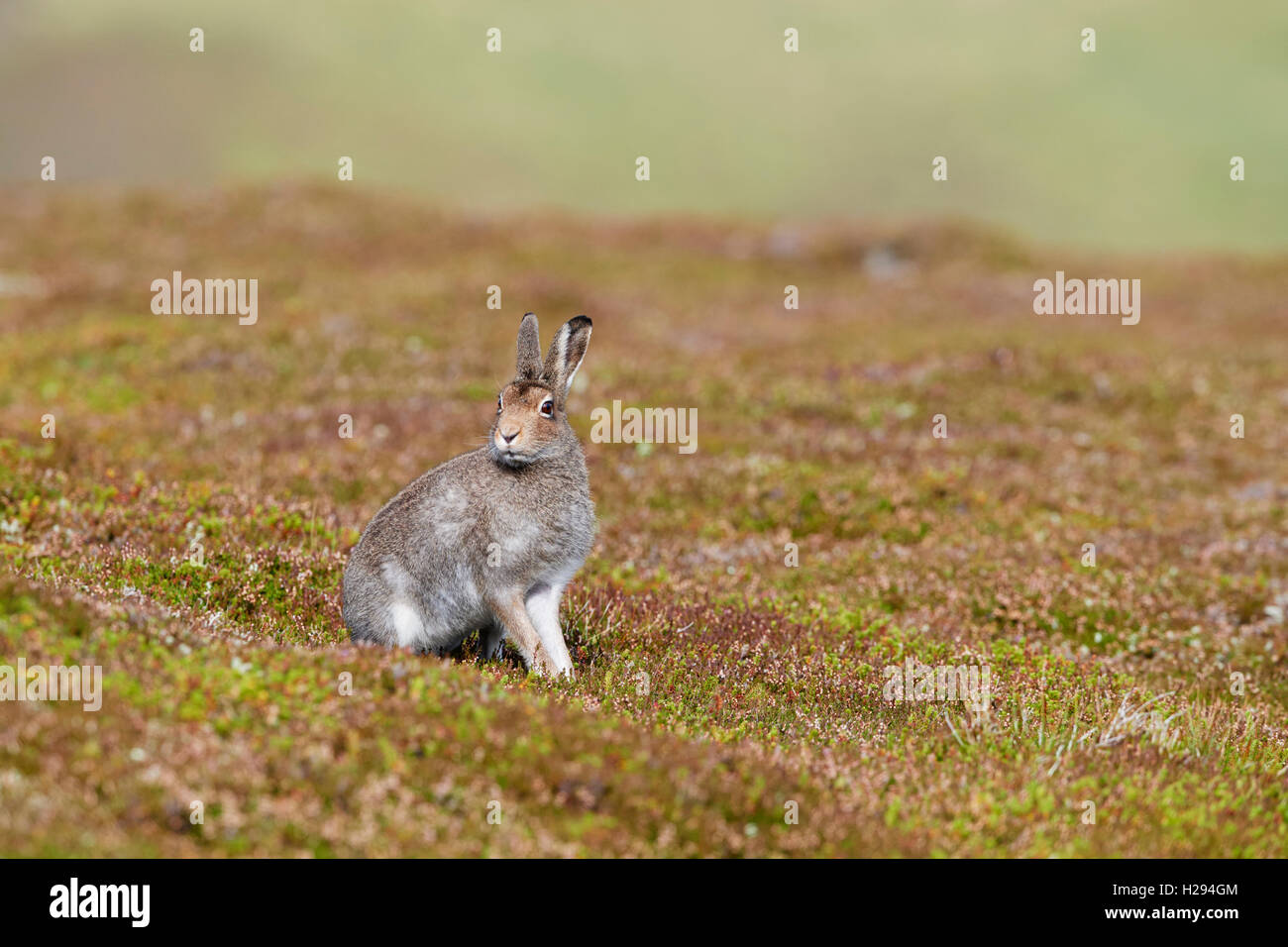 Lièvre variable (Lepus timidus), Ecosse, Royaume-Uni Banque D'Images