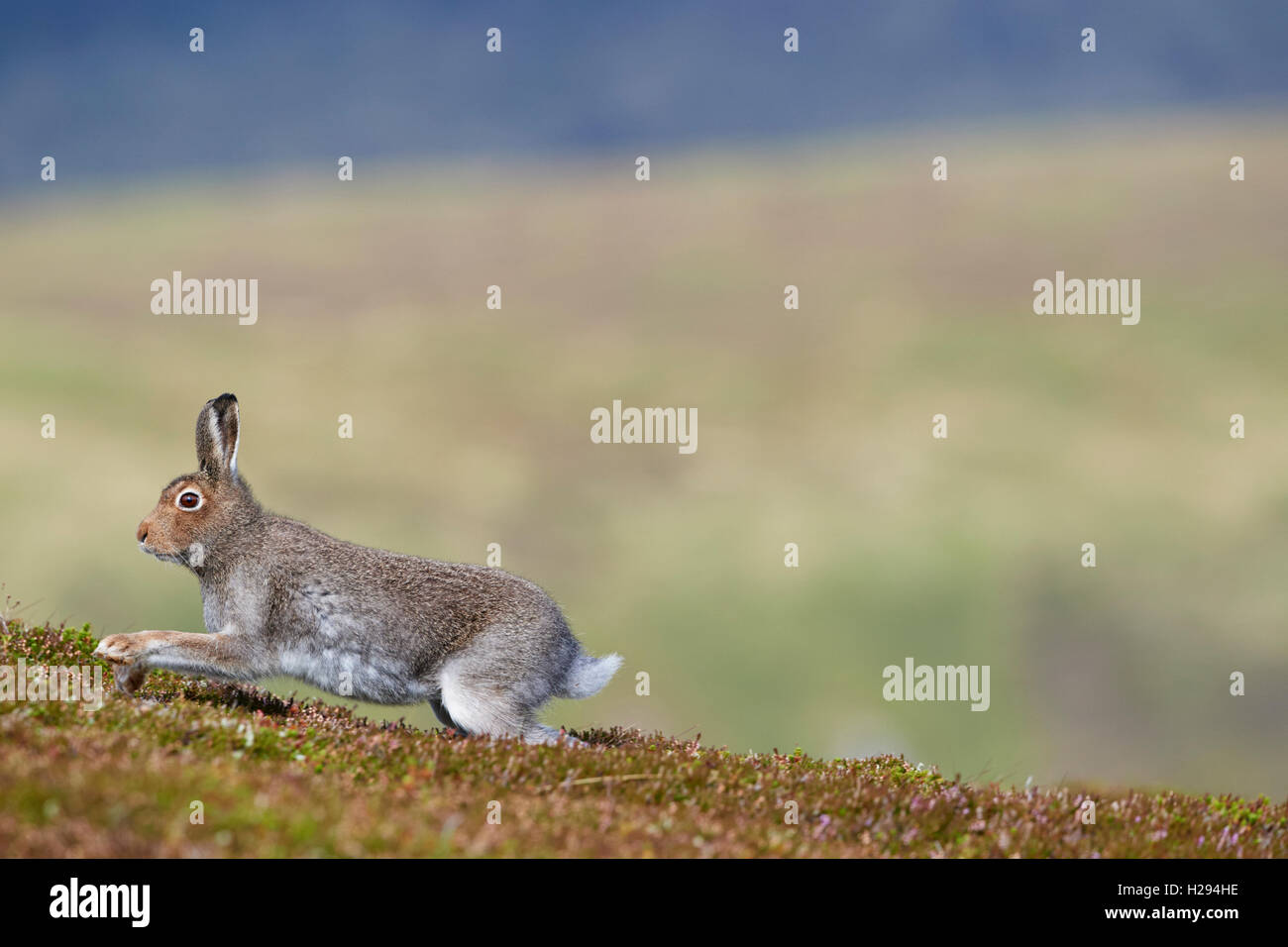 Lièvre variable (Lepus timidus), Ecosse, Royaume-Uni Banque D'Images
