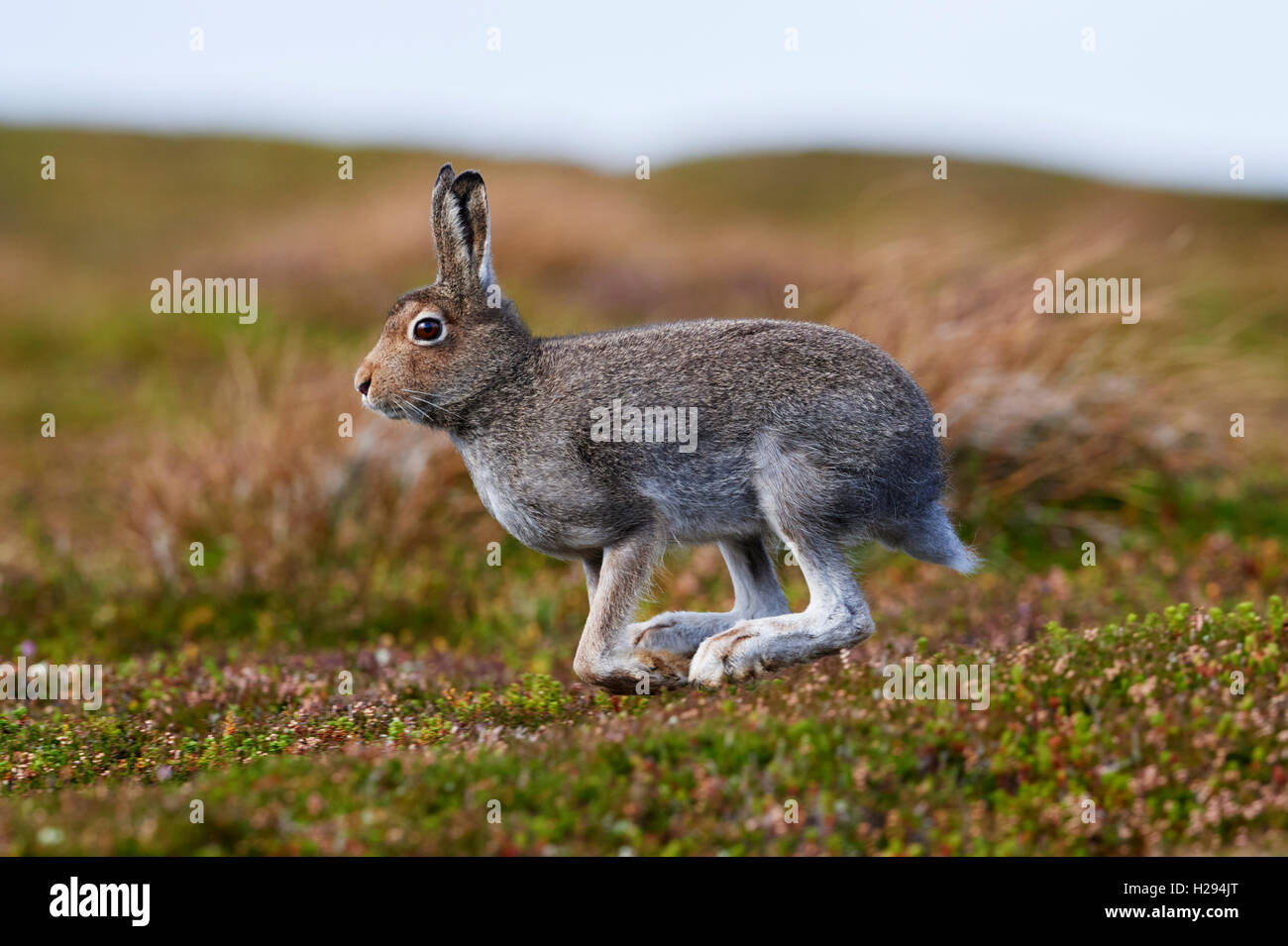Lièvre variable (Lepus timidus), Ecosse, Royaume-Uni Banque D'Images