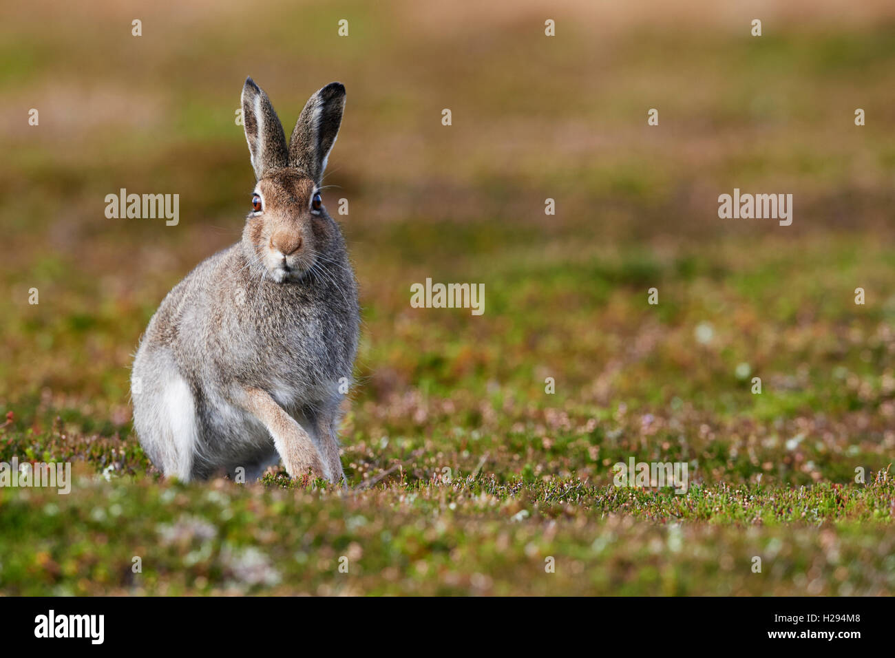 Lièvre variable (Lepus timidus), Ecosse, Royaume-Uni Banque D'Images