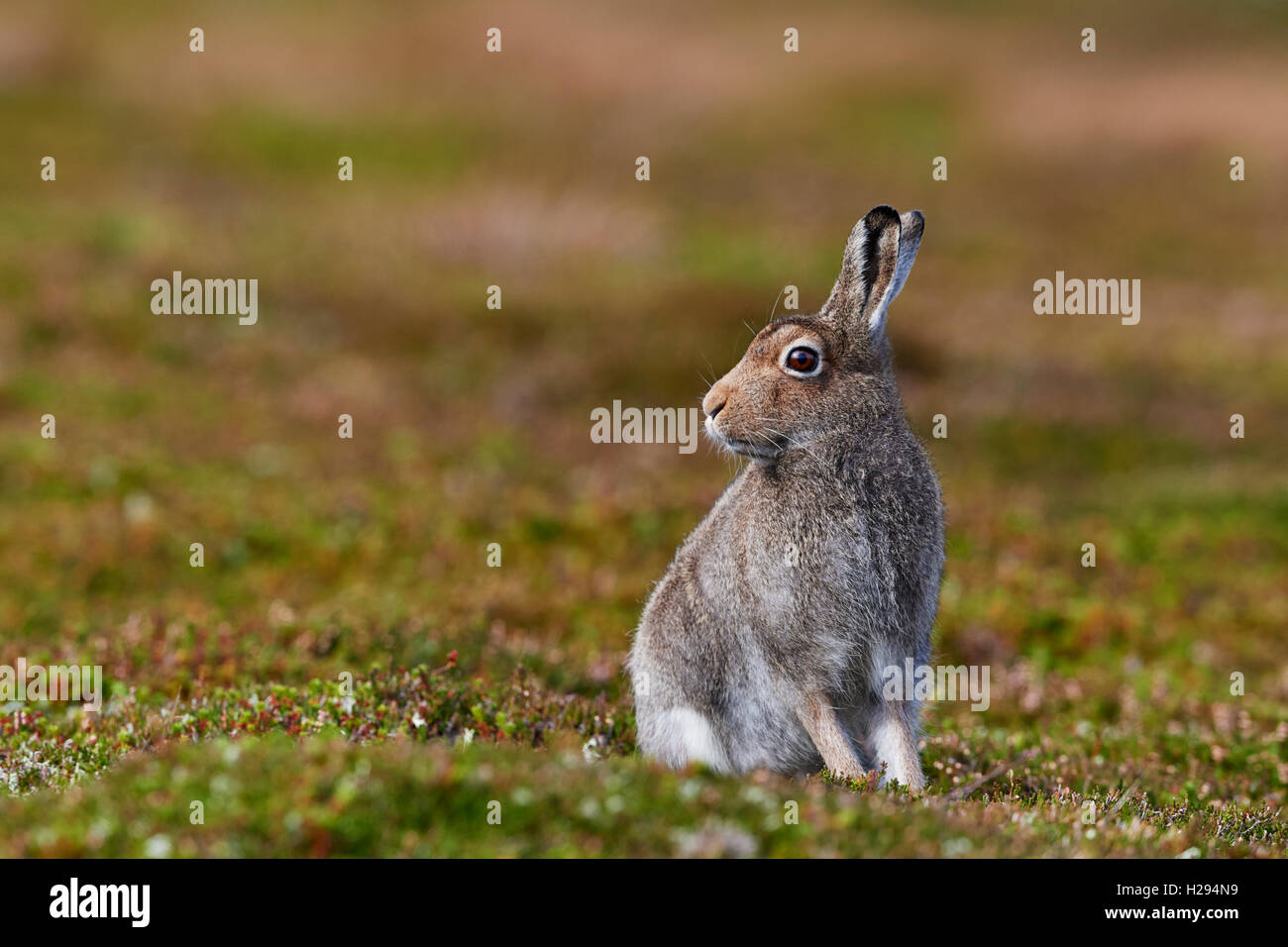 Lièvre variable (Lepus timidus), Ecosse, Royaume-Uni Banque D'Images