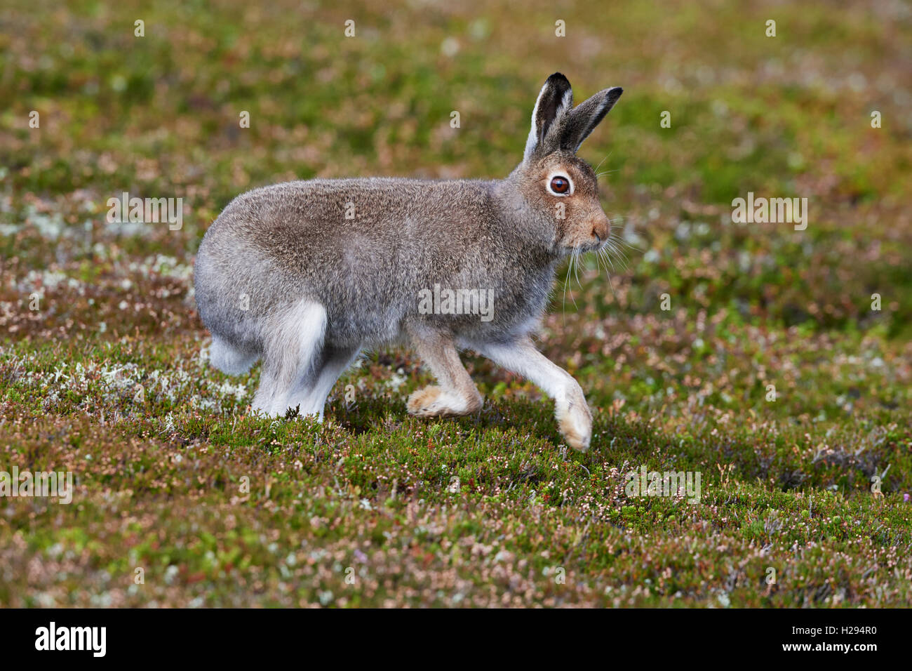 Lièvre variable (Lepus timidus), Ecosse, Royaume-Uni Banque D'Images