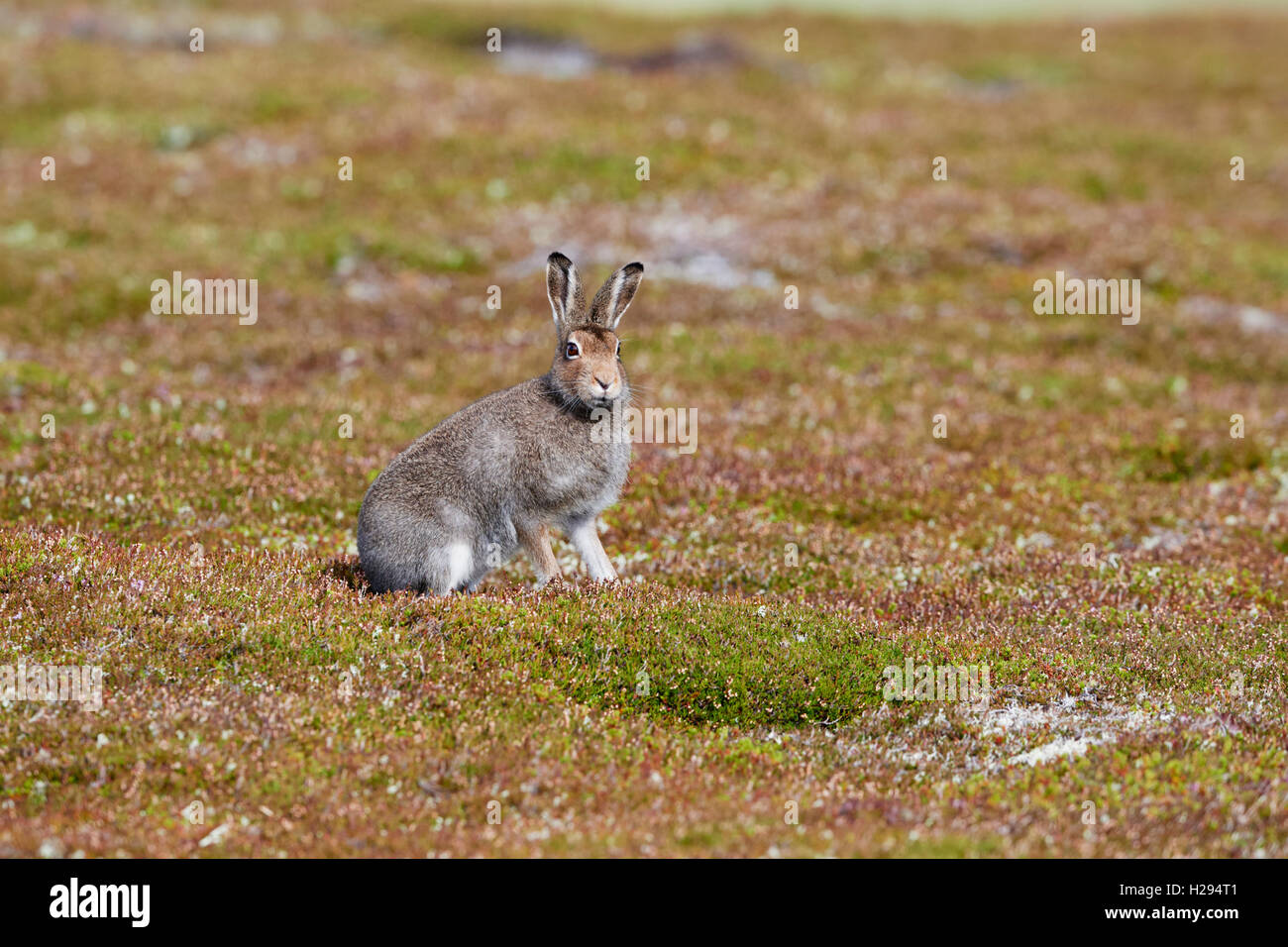 Lièvre variable (Lepus timidus), Ecosse, Royaume-Uni Banque D'Images