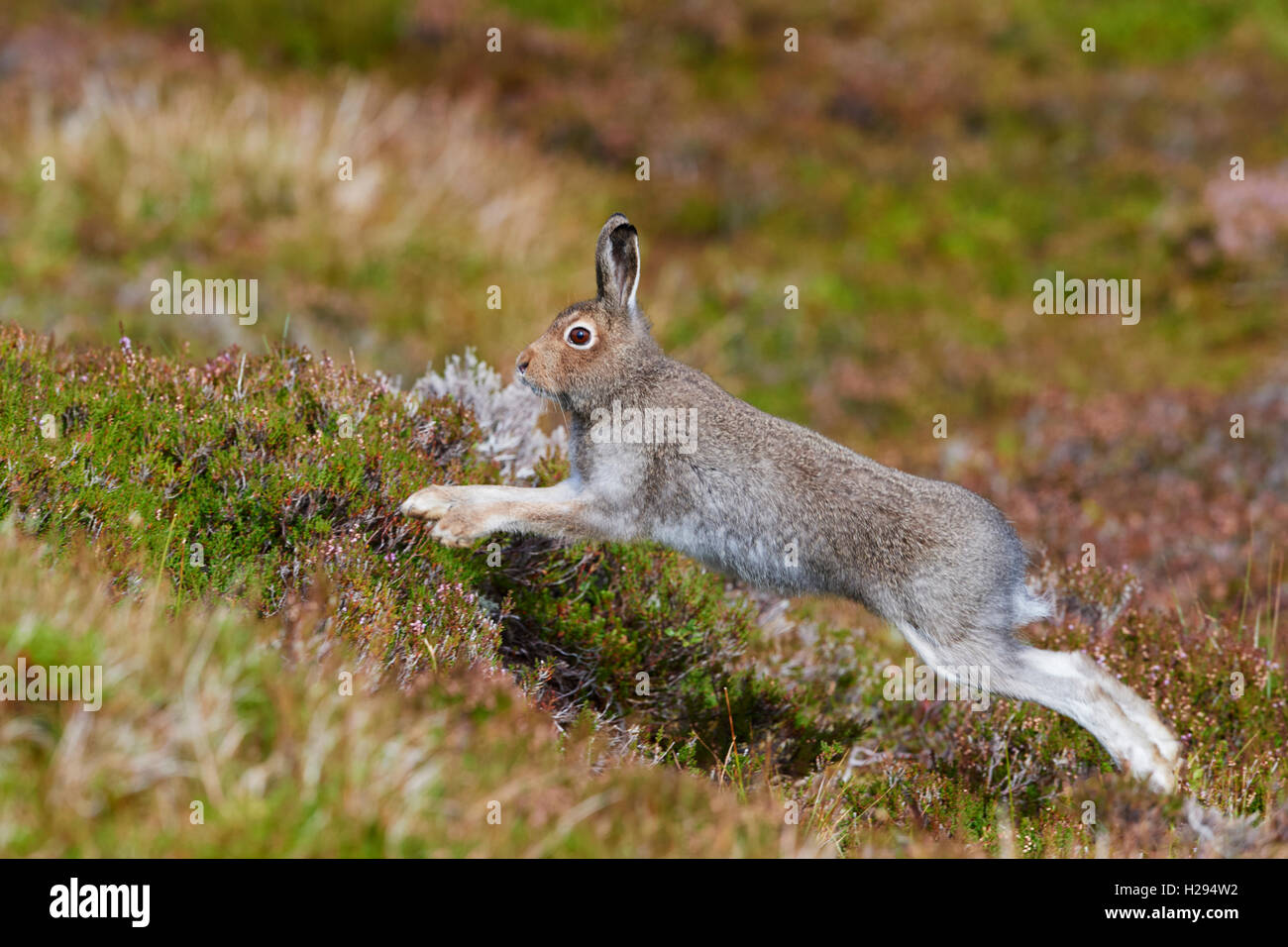 Lièvre variable (Lepus timidus), Ecosse, Royaume-Uni Banque D'Images
