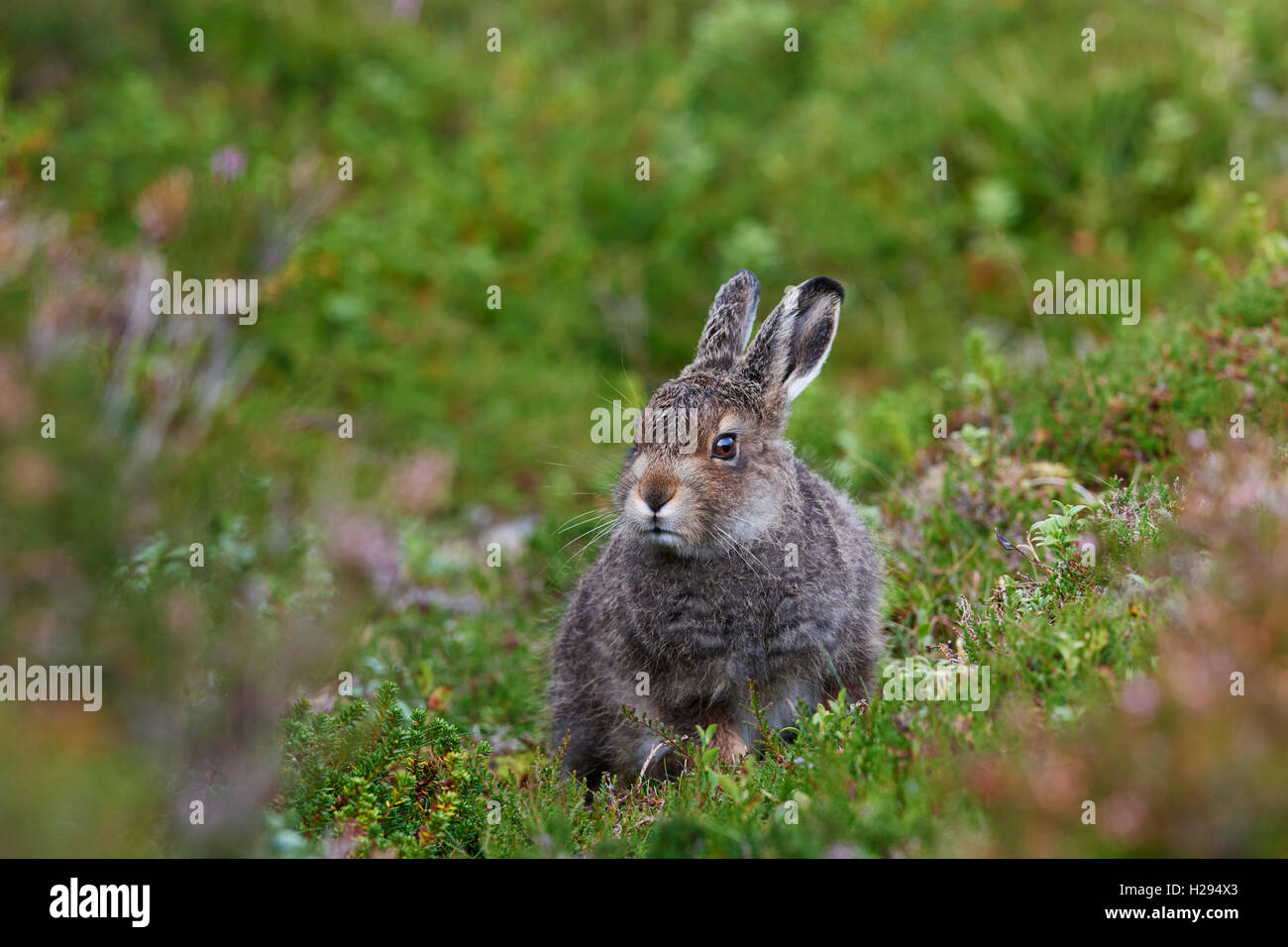 Lièvre variable (Lepus timidus), Ecosse, Royaume-Uni Banque D'Images